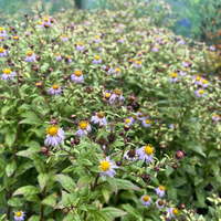 Aster (Kalimeris) yomena 'Shogun'